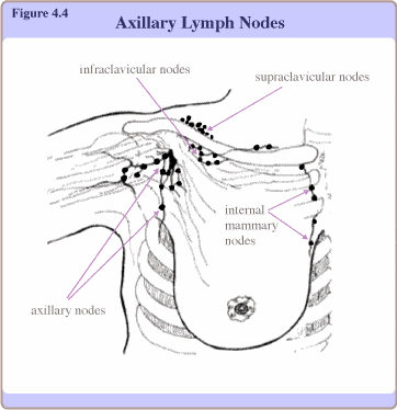 Axillary lymph nodes