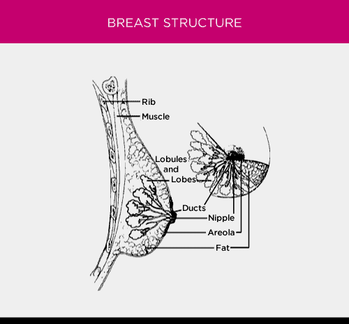 Boob anatomy for big tits Anatomy Of The Breast